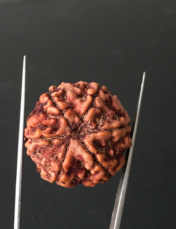 6 Mukhi Nepali Certified Rudraksha Size- 26.80 mm